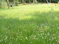 大塚成就院池のサギ草